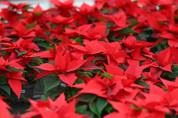 Yukarı Avusturya 'da bir kreşte birçok nokta var.