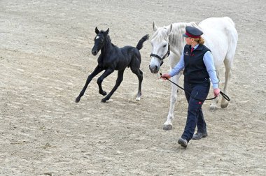 Styria 'nın Piber kentindeki Lipizzaner damızlık çiftliğinde yılın yeni taylarının sunumu - taylar siyah, gri veya kahverengi kürklü doğarlar. 7 ya da 8 yaşına kadar tipik beyaz renge bürünürler.