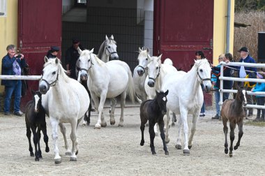 Styria 'nın Piber kentindeki Lipizzaner damızlık çiftliğinde yılın yeni taylarının sunumu - taylar siyah, gri veya kahverengi kürklü doğarlar. 7 ya da 8 yaşına kadar tipik beyaz renge bürünürler.