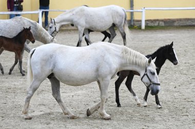 Styria 'nın Piber kentindeki Lipizzaner damızlık çiftliğinde yılın yeni taylarının sunumu - taylar siyah, gri veya kahverengi kürklü doğarlar. 7 ya da 8 yaşına kadar tipik beyaz renge bürünürler.