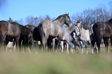 Lipizzaner çiftliği, Piber, Styria 'da Lipizzaners 1920' den beri burada yetiştiriliyor. Taçlar siyah, gri ya da kahverengi kürkle doğarlar. 7 ya da 8 yaşına kadar tipik beyaz renge bürünürler.