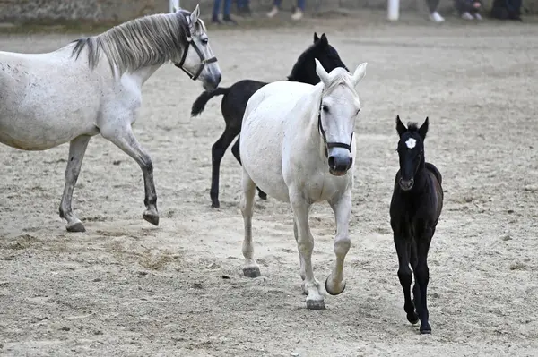 Styria 'nın Piber kentindeki Lipizzaner damızlık çiftliğinde yılın yeni taylarının sunumu - taylar siyah, gri veya kahverengi kürklü doğarlar. 7 ya da 8 yaşına kadar tipik beyaz renge bürünürler.