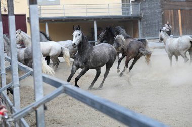 Lipizzaner çiftliği, Piber, Styria 'da Lipizzaners 1920' den beri burada yetiştiriliyor. Taçlar siyah, gri ya da kahverengi kürkle doğarlar. 7 ya da 8 yaşına kadar tipik beyaz renge bürünürler.