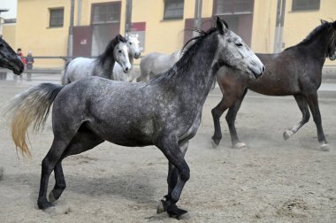 Lipizzaner çiftliği, Piber, Styria 'da Lipizzaners 1920' den beri burada yetiştiriliyor. Taçlar siyah, gri ya da kahverengi kürkle doğarlar. 7 ya da 8 yaşına kadar tipik beyaz renge bürünürler.