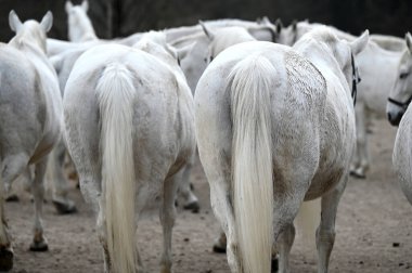 Lipizzaner çiftliği, Piber, Styria 'da Lipizzaners 1920' den beri burada yetiştiriliyor. Taçlar siyah, gri ya da kahverengi kürkle doğarlar. 7 ya da 8 yaşına kadar tipik beyaz renge bürünürler.