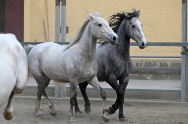 Lipizzaner çiftliği, Piber, Styria 'da Lipizzaners 1920' den beri burada yetiştiriliyor. Taçlar siyah, gri ya da kahverengi kürkle doğarlar. 7 ya da 8 yaşına kadar tipik beyaz renge bürünürler.