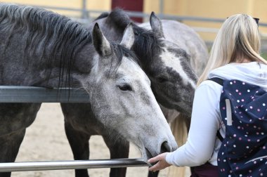 Lipizzaner çiftliği, Piber, Styria 'da Lipizzaners 1920' den beri burada yetiştiriliyor. Taçlar siyah, gri ya da kahverengi kürkle doğarlar. 7 ya da 8 yaşına kadar tipik beyaz renge bürünürler.