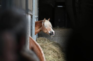 Haflinger atı Yukarı Avusturya 'da bir ahırda üredi.