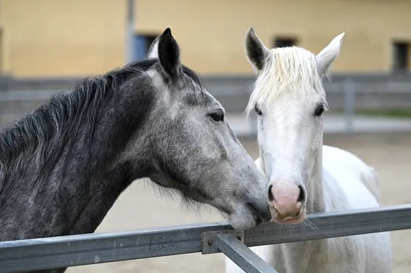 Lipizzaner çiftliği, Piber, Styria 'da Lipizzaners 1920' den beri burada yetiştiriliyor. Taçlar siyah, gri ya da kahverengi kürkle doğarlar. 7 ya da 8 yaşına kadar tipik beyaz renge bürünürler.