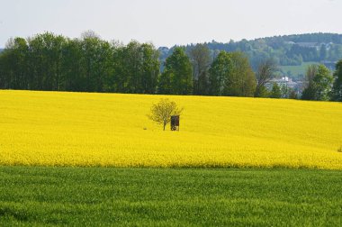 Salzkammergut (Ohlsdorf, Gmunden Bölgesi) 'de çiçek açan bir kolza tohumu tarlası)