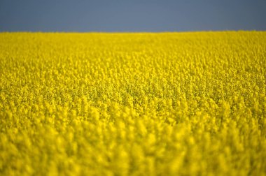 Salzkammergut (Ohlsdorf, Gmunden Bölgesi) 'de çiçek açan bir kolza tohumu tarlası)