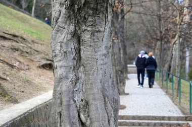 Graz, Styria 'da Schlossberg' deki Beech Bulvarı.