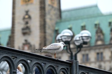 Hamburg Belediyesi, Hamburg 'un Hamburg Vatandaşlığı ve Hamburg Senatosu' nun merkezidir. Kleine Alster 'daki mimari açıdan muhteşem bina 1886 ve 1897 yılları arasında Kuzey' in tarihçi tarzında inşa edilmiştir.