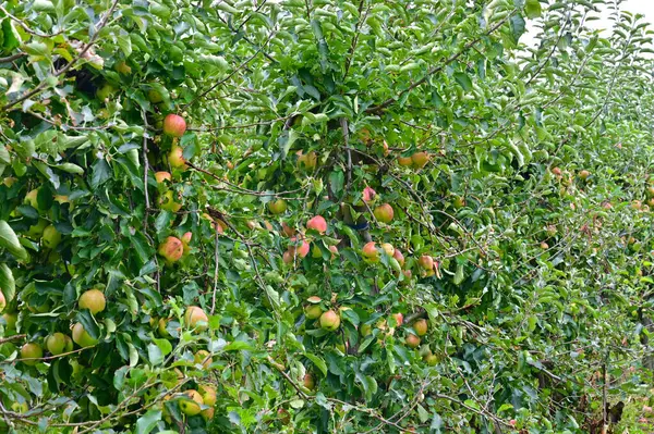 stock image Apple plantation in the Altes Land south of the Elbe west of Hamburg, Germany