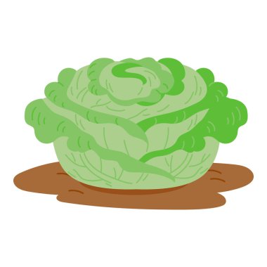 Topraktan büyüyen bir lahananın vektör çizimi. Düz çizgi film tarzı görüntü beyaz arkaplanda izole edildi. Organik bahçe, tarım, sağlıklı gıda ve çevre dostu tarım kavramı..