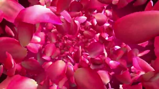Pętelkowa Animacja Płatków Róż — Wideo stockowe