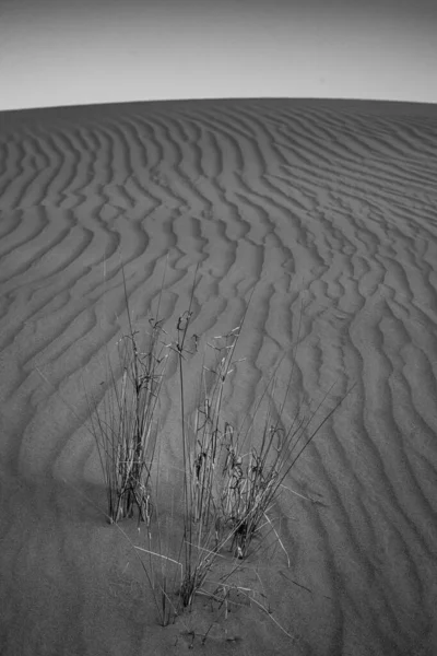 Черно Белая Пустынная Трава Аравийский Полуостров — стоковое фото