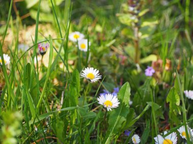 Daisy flowers and other plants on green field meadow