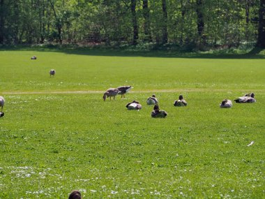 Bir kuş sürüsü yemyeşil bir tarlada oturuyor.