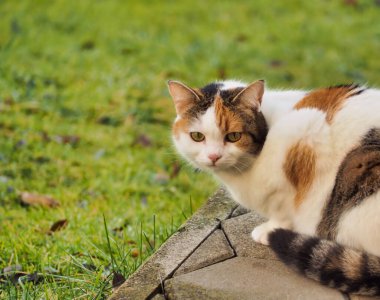 Bir yavru kedi yemyeşil çimlerle çevrili kaldırımda sakince oturur. Ayarlar, kedinin eşsiz kürk desenini ve rahat tavırlarını vurgulayan sükunet ve doğal bir yaşam alanı olduğunu gösteriyor..