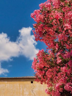 Pembe çiçeklerin muhteşem bir görüntüsü canlı mavi gökyüzüne karşı canlı bir şekilde çiçek açıyor yumuşak bulutlar ve dokulu, yıpranmış bir duvar..