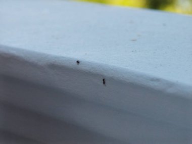 İki küçük böcek düz beyaz bir yüzey üzerinde sürünüyorlar, doğal ışık altında yakın plan çekimde yakalandılar. Görüntü, arka plandaki küçük şekillerini ön plana çıkarıyor..