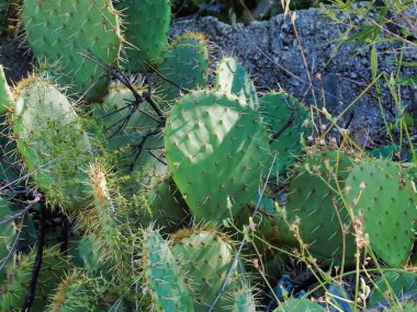 Keskin dikenleri olan yeşil dikenli armut kaktüsünün doğal ortamda detaylı bir görüntüsü. Çöl çiçeklerini, bitki dokularını ve doğal ekosistemleri resmetmek için mükemmel..