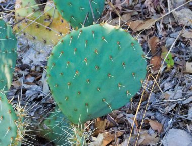 Dikenli bir armut kaktüsünün, kuru yaprakların arasında desenli ve dikenli yüzeyini göstermesinin ayrıntılı görüntüsü. Çöldeki bitki örtüsünün ve kurak ortamlardaki esnekliğin mükemmel bir temsili..