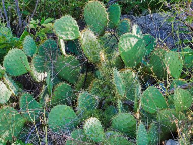 Doğal çöl ortamında yetişen canlı yeşil Opuntia kaktüsü eşsiz dikenli pedlerini sergiliyor. Çöl ekosistemlerini, doğal güzellikleri ve kuraklığa dayanıklı bitki yaşamını resmetmek için idealdir..