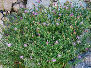 Canlı pembe kır çiçeklerinden oluşan bereketli bir küme taştan bir duvarın karşısında doğal bir ortamda serpilmiş, esnekliği ve doğanın güzelliğini resmediyor..