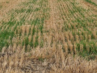 Görüntü, yeni hasat edilmiş bir tarlanın detaylı bir görüntüsünü gösteriyor. Kesik sakalların arasından taze yeşil bitkiler çıkıyor. Yenilenme ve tarım dönüşümü döngüsünü yakalar..