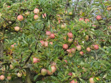 Olgun kırmızı ve yeşil elmalarla dolu canlı bir elma ağacı. Yeşillik ve bol meyveler güzel bir meyve bahçesinde doğal cömertliği ve kırsal huzuru çağrıştırıyor..