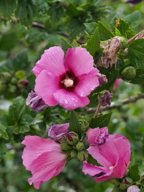 Yeşil yapraklarla çevrili, çiğ damlacıkları olan pembe çiçeklerin yakın görüntüsü. Görüntü yağmurdan sonra doğanın canlı ve canlı özünü yakalar..