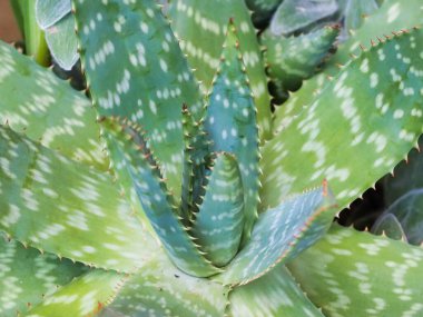 Vivid green Aloe Vera plant leaves captured in a detailed and sharp close-up photograph showcasing their natural texture and unique patterns of growth. clipart