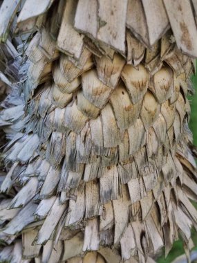 Ayrıntılı görüntü, eşsiz dokuyu ve karmaşık palmiye ağacı kabuklarını yakalıyor, doğanın tasarımı ve organik şekillerinin güzelliğini gösteriyor..