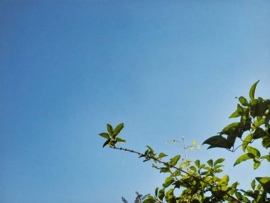 Yeşillik yeşil yaprakların parlak mavi gökyüzüne doğru uzanan fotoğrafı. Güneş ışığı yeşillikleri aydınlatıyor. Basit ama görsel olarak çarpıcı bir kompozisyon. Sakinliği, büyümeyi ve doğanın özünü çağrıştırıyor..