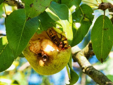 Ağaçta olgun bir armudu yiyen bir eşekarısının yakından görüntüsü. Meyve kısmen tüketilir ve sahne böceğin gündüz çevresi arasındaki etkileşimi yakalar..