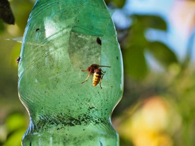 A detailed close-up image showcasing a wasp captured inside a handmade plastic bottle trap, set against a vibrant natural outdoor background. Emphasis on do-it-yourself pest control and nature exploration. clipart