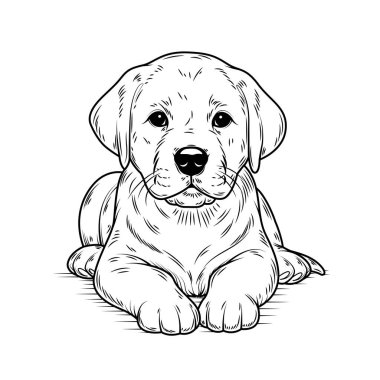Çizgi sanatı Labrador Retriever illüstrasyonu. Mürekkep stili, basım için sevimli bir hayvan. Vektör doğrusal siluet. Şeffaf dolgu, siyah çizgiler. Beyaz arkaplanda izole