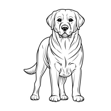 Çizgi sanatı Labrador Retriever illüstrasyonu. Mürekkep stili, basım için sevimli bir hayvan. Vektör doğrusal siluet. Şeffaf dolgu, siyah çizgiler. Beyaz arkaplanda izole