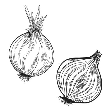 Beyaz arka planda izole edilmiş siyah beyaz bir soğan çizimi. İşlenmiş stil çizimi. Mürekkep. Doğal işler. Menü, etiket, tarif, ürün paketleme için vintage, retro nesne