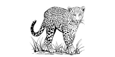 Moda Vektörü Leopar çizimi, siyah beyaz hayvan çizimi, vahşi kedi doğa, vahşi yaşam sanatı, yürüyen leopar çizgisi sanatı, el yapımı kedi, safari hayvanları, doğa detaylı grafik tasarımı