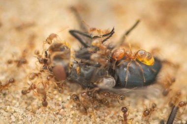 Ölü bir sinekle beslenen Pheidole Pallidula karıncalarının detaylı bir yakın çekimi. Bu görüntü, ekosistemdeki önemli rollerini oynayarak karıncalar sürüsü ve leş yiyen karıncaların karmaşık davranışlarını ortaya koyuyor.