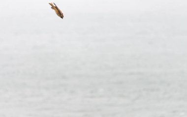 Kızıl kuyruklu şahin Pasifik Okyanusu 'nun önünde avına doğru dalıyor.