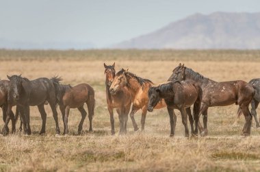 Utah çölünde tozu dumana katan mustang sürüleri.