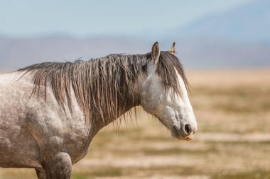 Koyu beyaz yeleli gri bir Mustang.