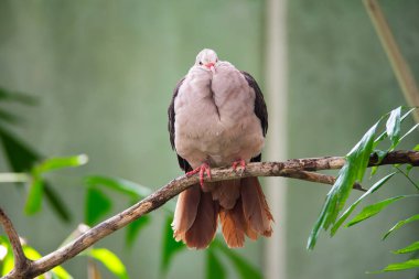 A happy Mauritius pink pigeon puffing her feathers and looking at the camera