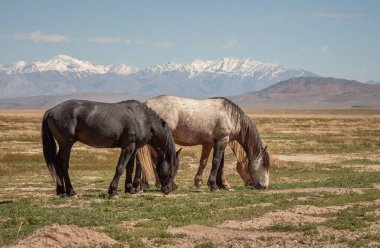 Utah çölünde birlikte otlayan üç vahşi at ve arka planda dağlar.
