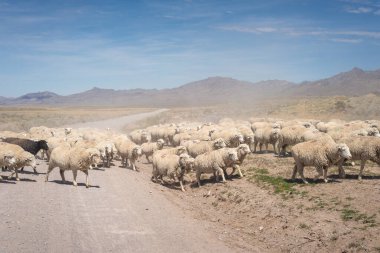 Büyük bir beyaz koyun sürüsü, kahverengi bir koyunla Utah, ABD çölünde toprak bir yoldan geçiyor.