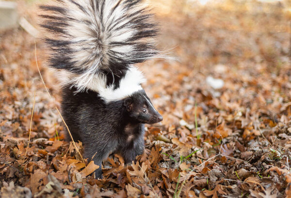 Полосатый скунс, стоящий на сухих осенних листьях в лесистой местности, хвост поднят по тревоге.